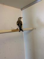 Te koop een mooie en gezonde parva putter pop van 2025, Dieren en Toebehoren, Vrouwelijk, Wildzangvogel, Geringd