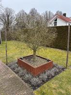 Olijfboom, Tuin en Terras, Planten | Bomen, 100 tot 250 cm, Olijfboom, Zomer, Ophalen