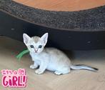 Singapura kittens met stamboom, Dieren en Toebehoren, Meerdere dieren, Met stamboom