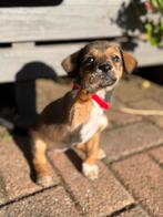 Boerenfox kooiker pups!, Rabiës (hondsdolheid), Overige rassen, 8 tot 15 weken, Meerdere