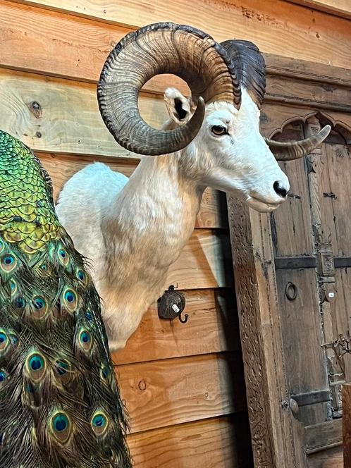 Dalls schaap opgezet taxidermie opgezette kop, Verzamelen, Dierenverzamelingen, Nieuw, Opgezet dier, Wild dier, Ophalen