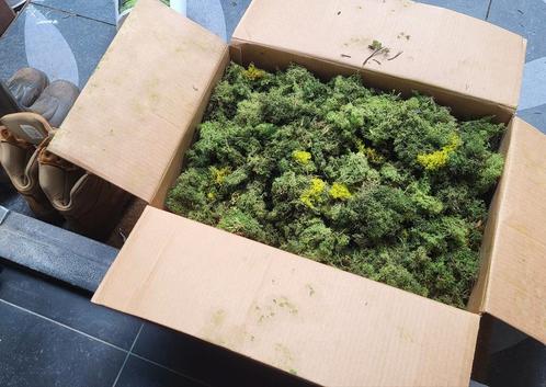 Grote doos rendiermos voor moswand, Huis en Inrichting, Woonaccessoires | Kunstplanten en Kunstbloemen, Zo goed als nieuw, Ophalen