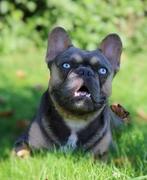 Volledig geteste fanse bulldog dekreu blue tan, choco drager, Particulier, Rabiës (hondsdolheid), Reu, 1 tot 2 jaar