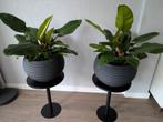 2 zeer mooie kamerplanten, Huis en Inrichting, Kamerplanten, Ophalen, Overige soorten, Minder dan 100 cm