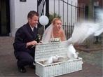 bruidsduiven, Dieren en Toebehoren, Vogels | Duiven, Mannelijk, Postduif