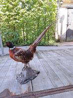 Fazant, Verzamelen, Ophalen, Vogel, Opgezet dier