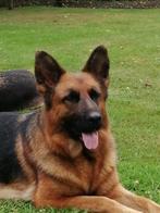 Kaya gaat puppy's krijgen!!!!, Teef, Eén hond, 3 tot 5 jaar, Herder