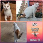 Vermist Mick