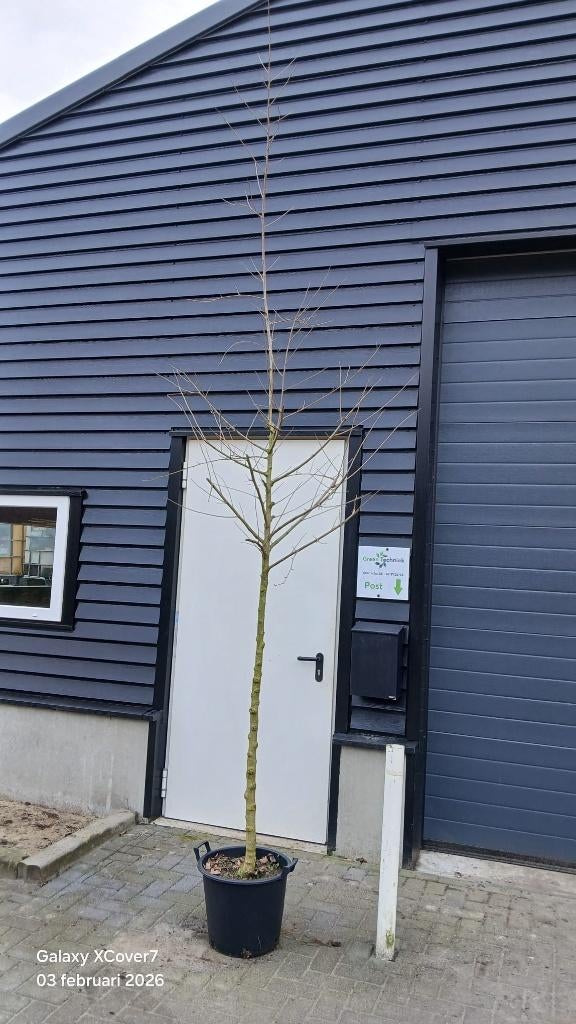 Morus alba boom (Moerbeiboom), Tuin en Terras, Planten | Bomen, Overige soorten, Lente, 250 tot 400 cm, Ophalen