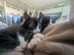 !GEZOCHT! Lieve baasjes voor 2 katers, Kater, Kortharig, 0 tot 2 jaar