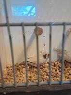 Koppel maskergrijs zwartwang zebravinken, Dieren en Toebehoren, Meerdere dieren, Geringd