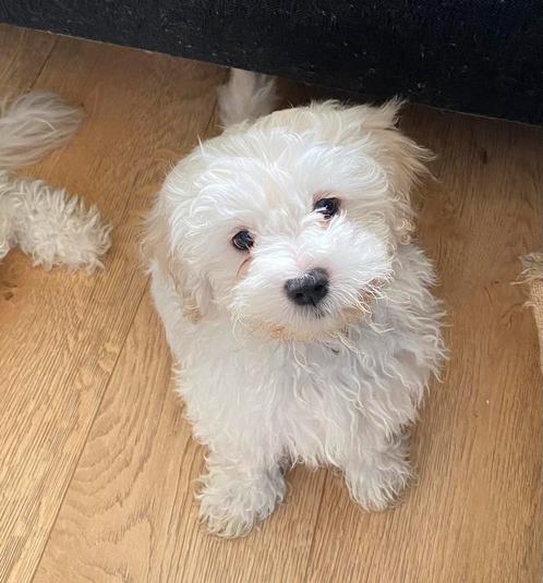 Maltipoo puppy’s, Dieren en Toebehoren, Honden | Chihuahua's en Gezelschapshonden, Meerdere dieren, Overige rassen, Particulier