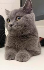 britse korthaar kittens, Dieren en Toebehoren, Katten en Kittens | Raskatten | Korthaar, Meerdere dieren, Ontwormd