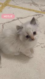 Ragdoll kittens, Dieren en Toebehoren, Katten en Kittens | Overige Katten, Meerdere dieren