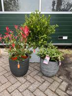 Mooie potten en planten, Ophalen, Zo goed als nieuw, Rond, Minder dan 30 cm