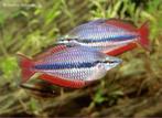 Melanotaenia Trifasciata – Koninklijke Regenboogvis, Dieren en Toebehoren, Vissen | Aquariumvissen, Vis, Zoetwatervis, Schoolvis