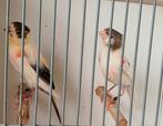 Mooie koppel Harlekijn kanarie 2025,€50,, Meerdere dieren, Kleurkanarie