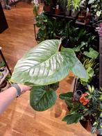 Philodendron Sodiroi, Huis en Inrichting, Kamerplanten, Overige soorten, In pot, Minder dan 100 cm, Groene kamerplant