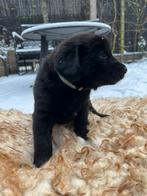 Kruising Bernsky x Flatcoated retriever pups, 8 tot 15 weken, Groot, Meerdere, Meerdere dieren