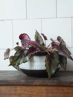 grote groovy vintage plantenschaal bloempot W. Germany 20 cm, Ophalen