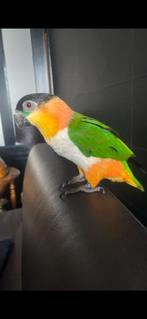 Zwartkop caique, Dieren en Toebehoren, Vrouwelijk, Papegaai, Geringd