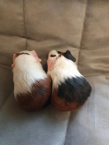 Driekleur gladhaar cavia's beschikbaar voor biedingen