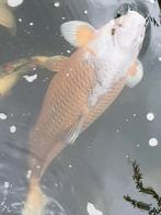 Japanse koi chagoi ca. 55cm (jumbo), Dieren en Toebehoren, Vissen | Vijvervissen, Karper of Koi