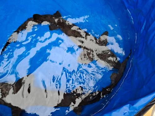 Siberische steur  120cm, Dieren en Toebehoren, Vissen | Vijvervissen, Steur