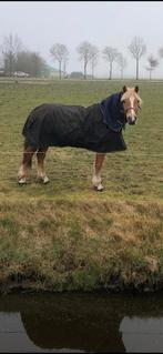 Lieve haflinger-ruin, Dieren en Toebehoren, Pony's, Ruin, D pony (1.37m tot 1.48m), Recreatiepony, 7 tot 10 jaar