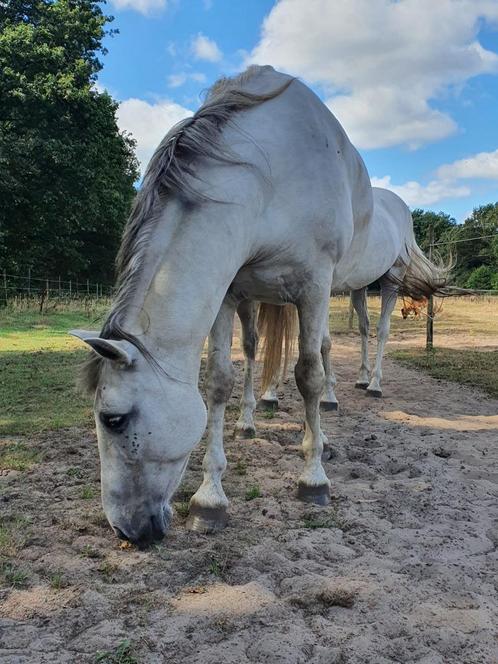 Paardenbedrijf ter overname (Zouttherapie), Diensten en Vakmensen, Dieren | Paarden | Verzorging, Oppas en Les