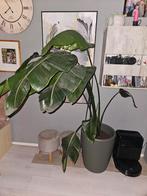 Grote Strelitzia - Paradijsvogelplant, Huis en Inrichting, Kamerplanten, Ophalen, Overige soorten, Halfschaduw, In pot