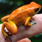 Adelphobates galactonotus 'Solid orange', Amfibie, 0 tot 2 jaar