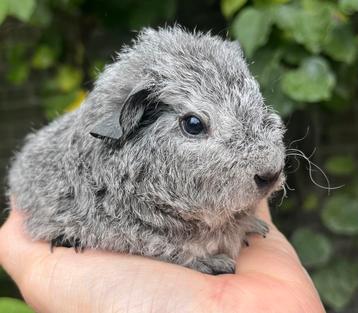 Prachtig zilveragouti Rex teddy zeugje beschikbaar voor biedingen