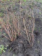 Bessenstruiken, Ophalen, Volle zon