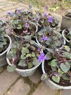Viola labradorica, Tuin en Terras, Planten | Tuinplanten, Ophalen