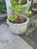 Vintage betonnen bloembak met hortensia, Tuin en Terras, Ophalen, Heikant 21 Kaatsheuvel, Minder dan 60 cm, Tuin