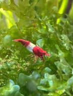 High grade Red rilis neocaridinas, Dieren en Toebehoren, Vissen | Aquariumvissen, Kreeft, Krab of Garnaal