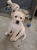 Labrador pups, Dieren en Toebehoren, Honden | Retrievers, Spaniëls en Waterhonden, 8 tot 15 weken, Labrador retriever, Meerdere
