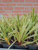 Carex morrowii ‘Ice Dance’ zegge 10 stuks voor 10 euro, Tuin en Terras, Halfschaduw, Vaste plant, Siergrassen, Ophalen of Verzenden