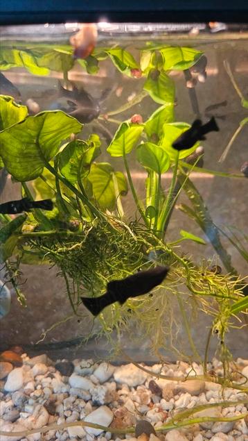 Mooie jonge  Black  molly,s beschikbaar voor biedingen