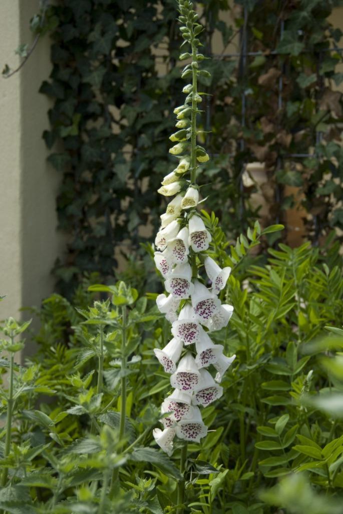Zaden Digitalis purpurea Alba, Tuin en Terras, Bloembollen en Zaden, Volle zon, Verzenden
