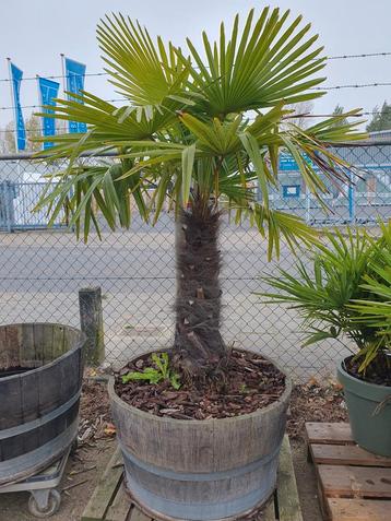 Aanbieding palm in een half wijnvat  beschikbaar voor biedingen
