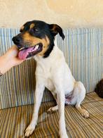 rudolph zoekt baasje stichting Tigger foundation, Dieren en Toebehoren, Honden | Niet-rashonden, 3 tot 5 jaar, Middel, Buitenland