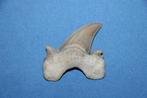 Haaientand Otodus obliquus, Verzamelen, Ophalen of Verzenden, Fossiel