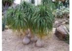 20 x Beaucarnea recurvata olifantspoot palmboom zaden, Tuin en Terras, Bloembollen en Zaden, Gehele jaar, Ophalen, Zaad