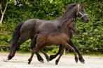 Interessante friese hengst veulens, Dieren en Toebehoren, Hengst, Niet van toepassing, 160 tot 165 cm, 0 tot 2 jaar