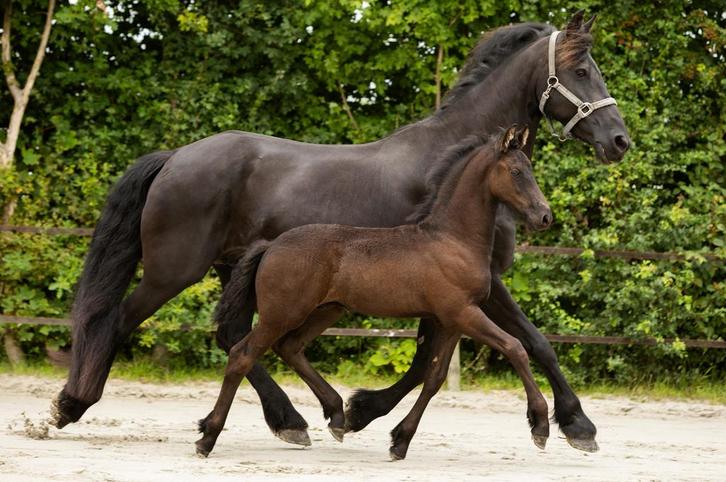 Knappe friese hengst veulens, Dieren en Toebehoren, Paarden, Hengst, Niet van toepassing, 160 tot 165 cm, 0 tot 2 jaar