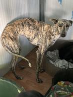 ACE: Mia is elegant, vriendelijk en gedistinqueerd, Dieren en Toebehoren, Particulier, Rabiës (hondsdolheid), Galgo, 1 tot 2 jaar