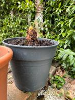 Gunnera manicata, de echte gunnera, Tuin en Terras, Planten | Tuinplanten, Ophalen, Zomer, Overige soorten, Volle zon
