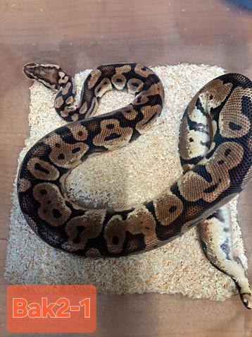 Mooie wildkleur ?? Python  beschikbaar voor biedingen